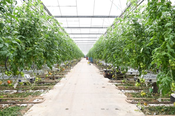 Intergrow Greenhouse in Allegany County.